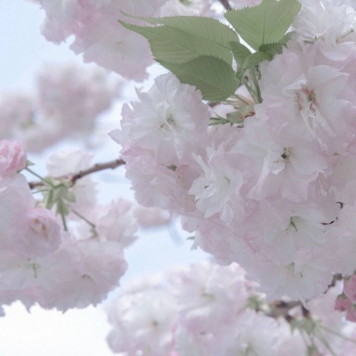 原创Furry角色设计Furry群